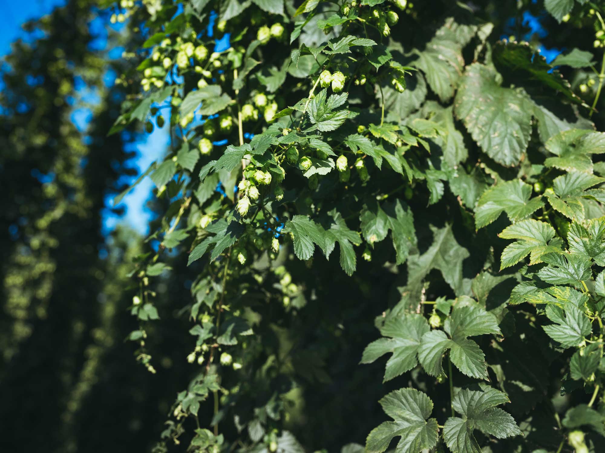 The Hallertau region is one of the largest hop-growing areas in Europe. 